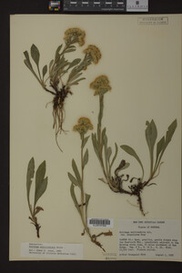 Solidago multiradiata image