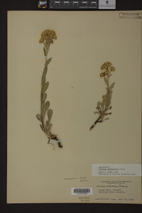Solidago multiradiata image