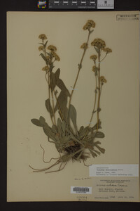 Solidago multiradiata image