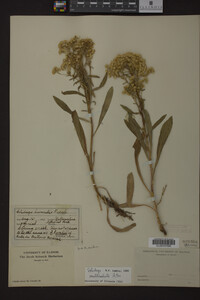 Solidago multiradiata image