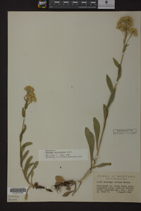 Solidago multiradiata image