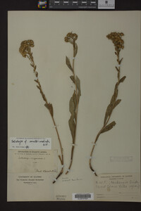 Solidago multiradiata image