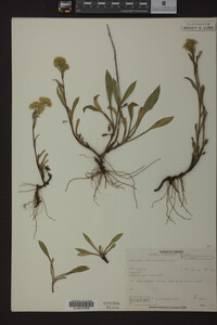Solidago multiradiata image