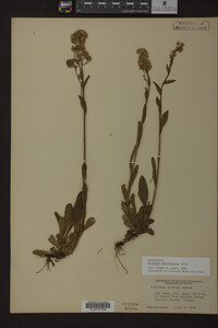 Solidago multiradiata image