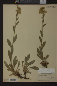 Solidago multiradiata image