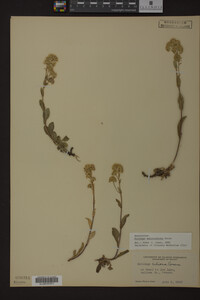 Solidago multiradiata image