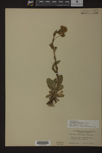 Solidago multiradiata image