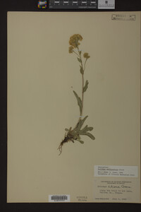 Solidago multiradiata image