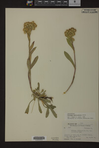 Solidago multiradiata image