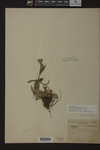 Solidago multiradiata image