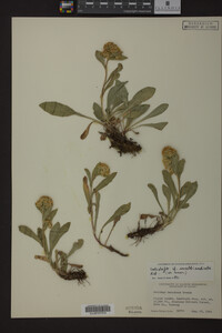 Solidago multiradiata image