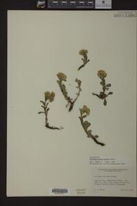 Solidago multiradiata image