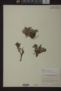 Solidago multiradiata image