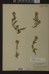 Solidago multiradiata image