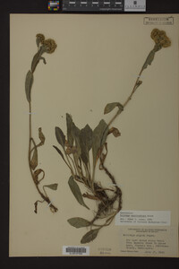 Solidago multiradiata image