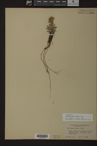Solidago multiradiata image