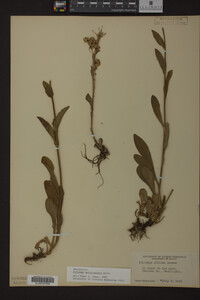 Solidago multiradiata image