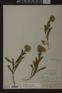 Solidago multiradiata image