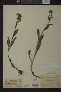 Solidago multiradiata image