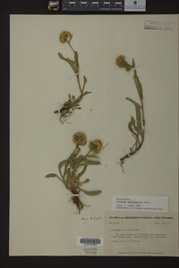 Solidago multiradiata image