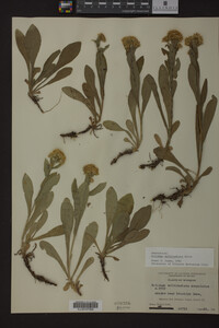 Solidago multiradiata image