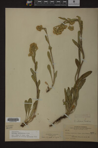 Solidago multiradiata image