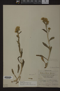 Solidago multiradiata image