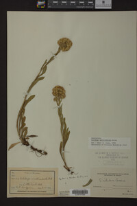 Solidago multiradiata image