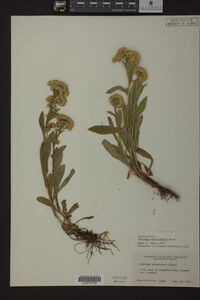 Media resource of Solidago multiradiata