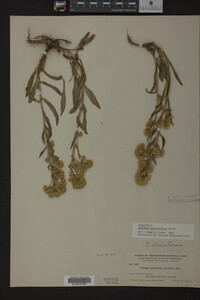 Solidago multiradiata image