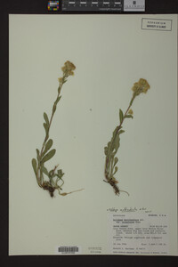 Solidago multiradiata image