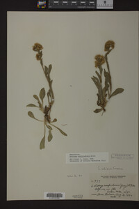 Solidago multiradiata image