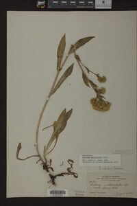 Solidago multiradiata image