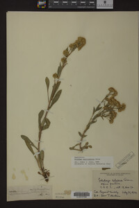 Solidago multiradiata image