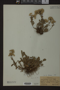 Solidago nana image