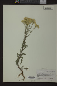 Solidago nana image