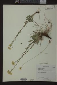 Solidago nana image