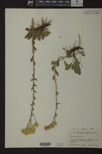 Solidago nana image