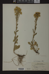 Solidago nana image