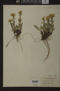 Media resource of Solidago nana
