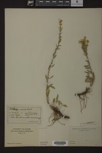 Solidago nana image