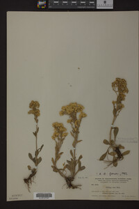 Solidago nana image