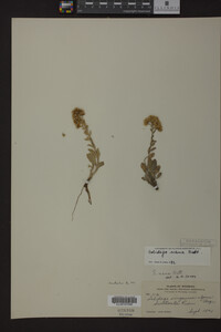 Solidago nana image