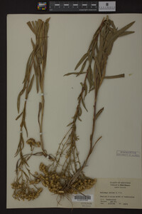 Media resource of Solidago nitida