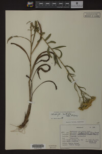 Solidago nitida image