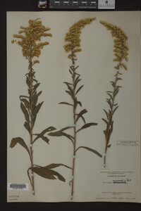 Solidago nemoralis image