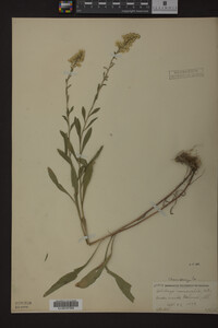 Solidago nemoralis image