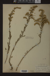 Solidago nemoralis image
