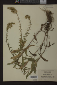 Solidago nemoralis image