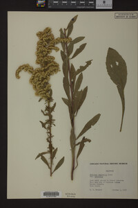 Solidago nemoralis var. nemoralis image